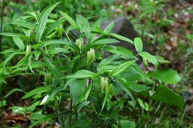 Disporum sessil (Japon peri çanları) çiçekler. Colchicaceae daimi zehirli bitkileri. İnce, boru şeklinde çiçekler ilkbahardan yazın başına kadar sarkır..