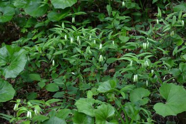 Disporum sessil (Japon peri çanları) çiçekler. Colchicaceae daimi zehirli bitkileri. İnce, boru şeklinde çiçekler ilkbahardan yazın başına kadar sarkır..