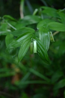 Disporum sessil (Japon peri çanları) çiçekler. Colchicaceae daimi zehirli bitkileri. İnce, boru şeklinde çiçekler ilkbahardan yazın başına kadar sarkır..