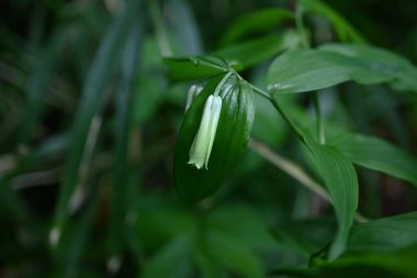Disporum sessil (Japon peri çanları) çiçekler. Colchicaceae daimi zehirli bitkileri. İnce, boru şeklinde çiçekler ilkbahardan yazın başına kadar sarkır..