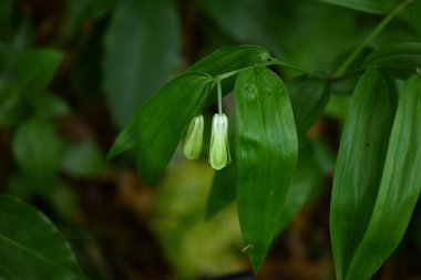 Disporum sessil (Japon peri çanları) çiçekler. Colchicaceae daimi zehirli bitkileri. İnce, boru şeklinde çiçekler ilkbahardan yazın başına kadar sarkır..