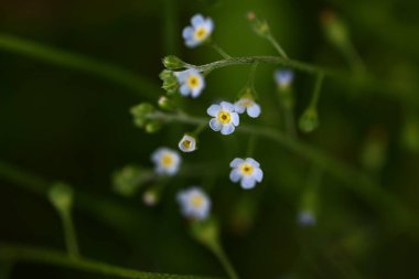  Salatalık otu (Trigonotis peduncularis) çiçekleri. Boraginaceae ailesinde salatalık gibi kokan bir ot. Küçük açık mavimsi mor çiçekler baharda açar..