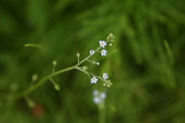  Salatalık otu (Trigonotis peduncularis) çiçekleri. Boraginaceae ailesinde salatalık gibi kokan bir ot. Küçük açık mavimsi mor çiçekler baharda açar..