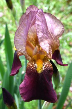 Alman iris (Iris germanica) çiçekleri. Taç yapraklarının ortasında net desenli güzel kokulu çiçekler yazın başlarında açar..