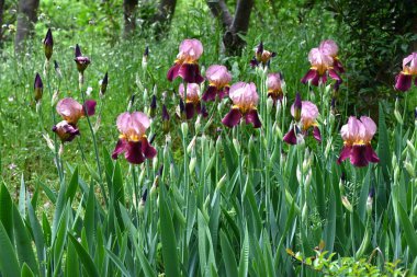 Alman iris (Iris germanica) çiçekleri. Taç yapraklarının ortasında net desenli güzel kokulu çiçekler yazın başlarında açar..