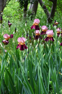 Alman iris (Iris germanica) çiçekleri. Taç yapraklarının ortasında net desenli güzel kokulu çiçekler yazın başlarında açar..