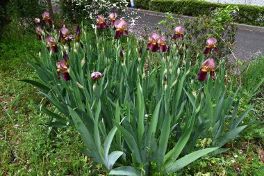 Alman iris (Iris germanica) çiçekleri. Taç yapraklarının ortasında net desenli güzel kokulu çiçekler yazın başlarında açar..