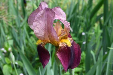 Alman iris (Iris germanica) çiçekleri. Taç yapraklarının ortasında net desenli güzel kokulu çiçekler yazın başlarında açar..