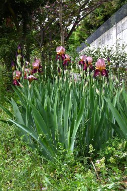 Alman iris (Iris germanica) çiçekleri. Taç yapraklarının ortasında net desenli güzel kokulu çiçekler yazın başlarında açar..