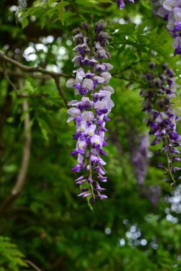  Japon salkımı çiçekleri dağlarda çiçek açıyor. Fabaceae yapraklı sarmaşık. Diğer ağaçların etrafını sarıp baharda çiçek açarlar..