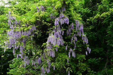  Japon salkımı çiçekleri dağlarda çiçek açıyor. Fabaceae yapraklı sarmaşık. Diğer ağaçların etrafını sarıp baharda çiçek açarlar..