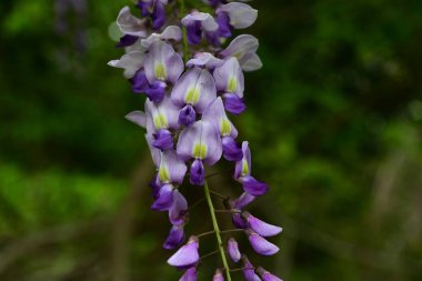  Japon salkımı çiçekleri dağlarda çiçek açıyor. Fabaceae yapraklı sarmaşık. Diğer ağaçların etrafını sarıp baharda çiçek açarlar..