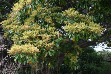 Machilus thunbergii çiçekleri. Lauraceae Evergreen ağacı. Yazın başlarında, yeni yapraklar ve küçük çiçeklerle birlikte paniğe kapılır..