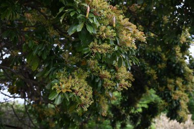 Machilus thunbergii çiçekleri. Lauraceae Evergreen ağacı. Yazın başlarında, yeni yapraklar ve küçük çiçeklerle birlikte paniğe kapılır..