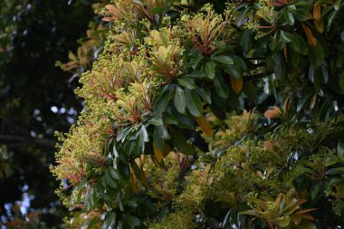 Machilus thunbergii çiçekleri. Lauraceae Evergreen ağacı. Yazın başlarında, yeni yapraklar ve küçük çiçeklerle birlikte paniğe kapılır..