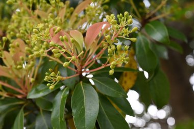Machilus thunbergii çiçekleri. Lauraceae Evergreen ağacı. Yazın başlarında, yeni yapraklar ve küçük çiçeklerle birlikte paniğe kapılır..