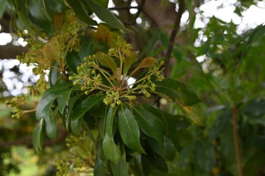 Machilus thunbergii çiçekleri. Lauraceae Evergreen ağacı. Yazın başlarında, yeni yapraklar ve küçük çiçeklerle birlikte paniğe kapılır..