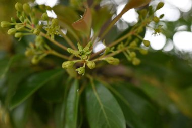 Machilus thunbergii çiçekleri. Lauraceae Evergreen ağacı. Yazın başlarında, yeni yapraklar ve küçük çiçeklerle birlikte paniğe kapılır..