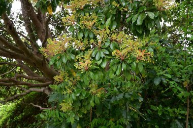 Machilus thunbergii çiçekleri. Lauraceae Evergreen ağacı. Yazın başlarında, yeni yapraklar ve küçük çiçeklerle birlikte paniğe kapılır..