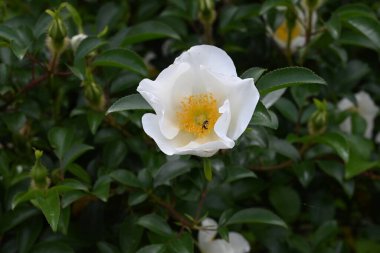 Cherokee gülü (Rosa laevigata) çiçekleri. Rosaceae her zaman yeşil asma çiçekli çalı. Büyük beş yapraklı beyaz çiçekler yazın başlarında açar..