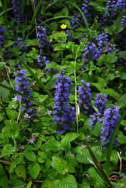 Ajuga sürüngenleri (yaygın borazan) çiçekler. Lamiaceae bitkileri her daim yeşildir. Mor-mavi dudak şeklindeki çiçekler yazın başlarında açar..