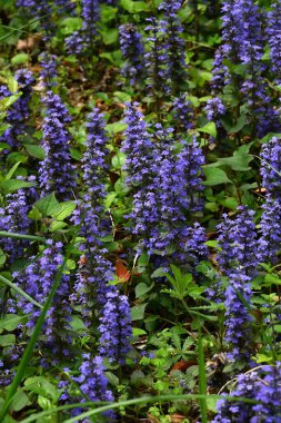 Ajuga sürüngenleri (yaygın borazan) çiçekler. Lamiaceae bitkileri her daim yeşildir. Mor-mavi dudak şeklindeki çiçekler yazın başlarında açar..