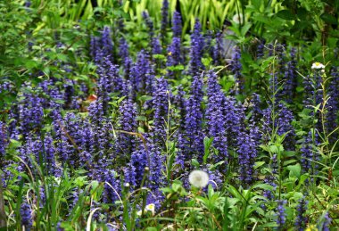 Ajuga sürüngenleri (yaygın borazan) çiçekler. Lamiaceae bitkileri her daim yeşildir. Mor-mavi dudak şeklindeki çiçekler yazın başlarında açar..