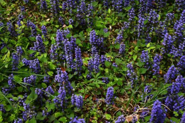 Ajuga sürüngenleri (yaygın borazan) çiçekler. Lamiaceae bitkileri her daim yeşildir. Mor-mavi dudak şeklindeki çiçekler yazın başlarında açar..