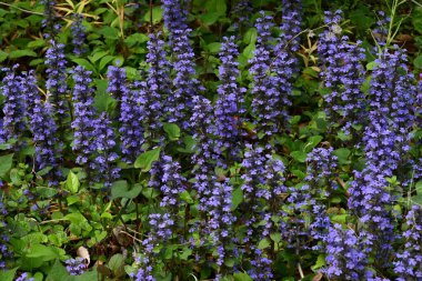 Ajuga sürüngenleri (yaygın borazan) çiçekler. Lamiaceae bitkileri her daim yeşildir. Mor-mavi dudak şeklindeki çiçekler yazın başlarında açar..