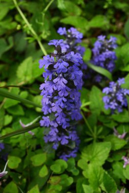Ajuga sürüngenleri (yaygın borazan) çiçekler. Lamiaceae bitkileri her daim yeşildir. Mor-mavi dudak şeklindeki çiçekler yazın başlarında açar..
