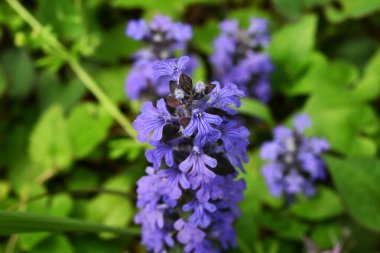 Ajuga sürüngenleri (yaygın borazan) çiçekler. Lamiaceae bitkileri her daim yeşildir. Mor-mavi dudak şeklindeki çiçekler yazın başlarında açar..