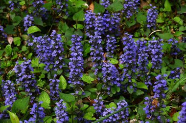 Ajuga sürüngenleri (yaygın borazan) çiçekler. Lamiaceae bitkileri her daim yeşildir. Mor-mavi dudak şeklindeki çiçekler yazın başlarında açar..