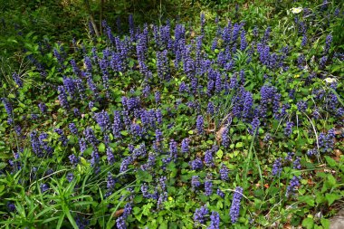 Ajuga sürüngenleri (yaygın borazan) çiçekler. Lamiaceae bitkileri her daim yeşildir. Mor-mavi dudak şeklindeki çiçekler yazın başlarında açar..