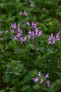 Henbit (Lamium amplexicaule) çiçekler. Lamiaceae yıllık otları. Bu çiçek, yol kenarlarını ve tarlaları kırmızımsı mor çiçekleriyle boyayan bir bahar özelliği..