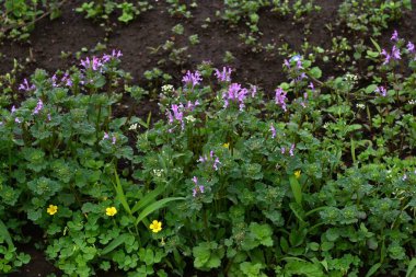 Henbit (Lamium amplexicaule) çiçekler. Lamiaceae yıllık otları. Bu çiçek, yol kenarlarını ve tarlaları kırmızımsı mor çiçekleriyle boyayan bir bahar özelliği..