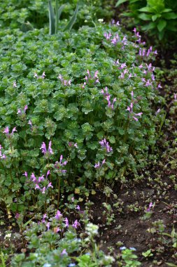 Henbit (Lamium amplexicaule) çiçekler. Lamiaceae yıllık otları. Bu çiçek, yol kenarlarını ve tarlaları kırmızımsı mor çiçekleriyle boyayan bir bahar özelliği..