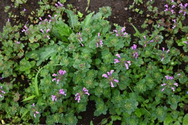 Henbit (Lamium amplexicaule) çiçekler. Lamiaceae yıllık otları. Bu çiçek, yol kenarlarını ve tarlaları kırmızımsı mor çiçekleriyle boyayan bir bahar özelliği..