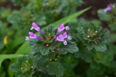 Henbit (Lamium amplexicaule) çiçekler. Lamiaceae yıllık otları. Bu çiçek, yol kenarlarını ve tarlaları kırmızımsı mor çiçekleriyle boyayan bir bahar özelliği..