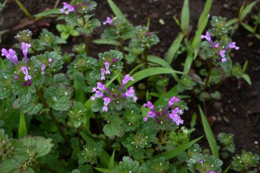 Henbit (Lamium amplexicaule) çiçekler. Lamiaceae yıllık otları. Bu çiçek, yol kenarlarını ve tarlaları kırmızımsı mor çiçekleriyle boyayan bir bahar özelliği..