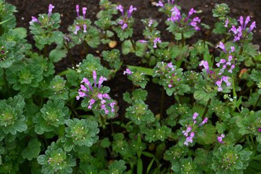 Henbit (Lamium amplexicaule) çiçekler. Lamiaceae yıllık otları. Bu çiçek, yol kenarlarını ve tarlaları kırmızımsı mor çiçekleriyle boyayan bir bahar özelliği..