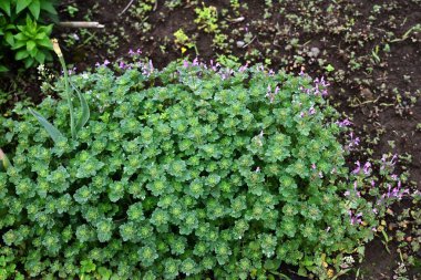 Henbit (Lamium amplexicaule) çiçekler. Lamiaceae yıllık otları. Bu çiçek, yol kenarlarını ve tarlaları kırmızımsı mor çiçekleriyle boyayan bir bahar özelliği..