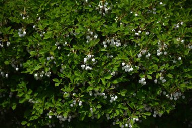Japon enkianthus çiçekleri. Ericaceae yaprak döken çalı. Çan şeklinde beyaz çiçekler yazın başlarında açar ve yumuşak yeşil yapraklar ve sonbahar yaprakları da güzeldir..