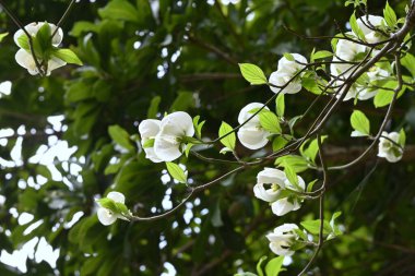 Çiçek açan odun (Cornus florida) Çiçekler. Kuzey Amerika 'ya özgü bir Cornaceae yaprak döken ağacı. Yazın başlarında beyaz ve pembe çiçekler açar..