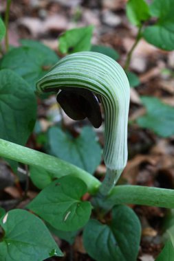 Japon kobra zambağı (Arisaema ringens) çiçekleri. Araceae bitkileri. Çiçekler beyaz çizgili bir spadille çevrili. Yeraltı kordonları ve meyveleri zehirli..