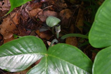 Japon kobra zambağı (Arisaema ringens) çiçekleri. Araceae bitkileri. Çiçekler beyaz çizgili bir spadille çevrili. Yeraltı kordonları ve meyveleri zehirli..