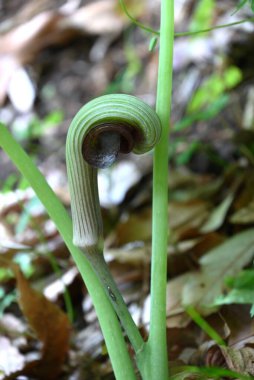 Japon kobra zambağı (Arisaema ringens) çiçekleri. Araceae bitkileri. Çiçekler beyaz çizgili bir spadille çevrili. Yeraltı kordonları ve meyveleri zehirli..