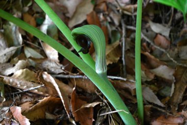 Japon kobra zambağı (Arisaema ringens) çiçekleri. Araceae bitkileri. Çiçekler beyaz çizgili bir spadille çevrili. Yeraltı kordonları ve meyveleri zehirli..