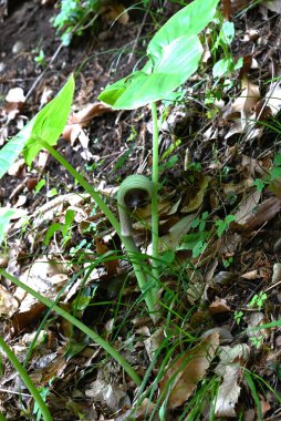 Japon kobra zambağı (Arisaema ringens) çiçekleri. Araceae bitkileri. Çiçekler beyaz çizgili bir spadille çevrili. Yeraltı kordonları ve meyveleri zehirli..