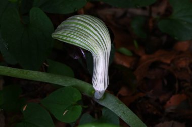 Japon kobra zambağı (Arisaema ringens) çiçekleri. Araceae bitkileri. Çiçekler beyaz çizgili bir spadille çevrili. Yeraltı kordonları ve meyveleri zehirli..