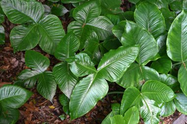 Japon kobra zambağı (Arisaema ringens) çiçekleri. Araceae bitkileri. Çiçekler beyaz çizgili bir spadille çevrili. Yeraltı kordonları ve meyveleri zehirli..
